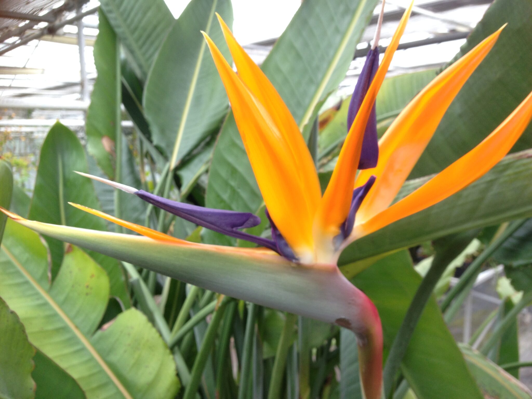 Strelitzia Reginae Paradijsvogelbloem Plantencentrum Exotica