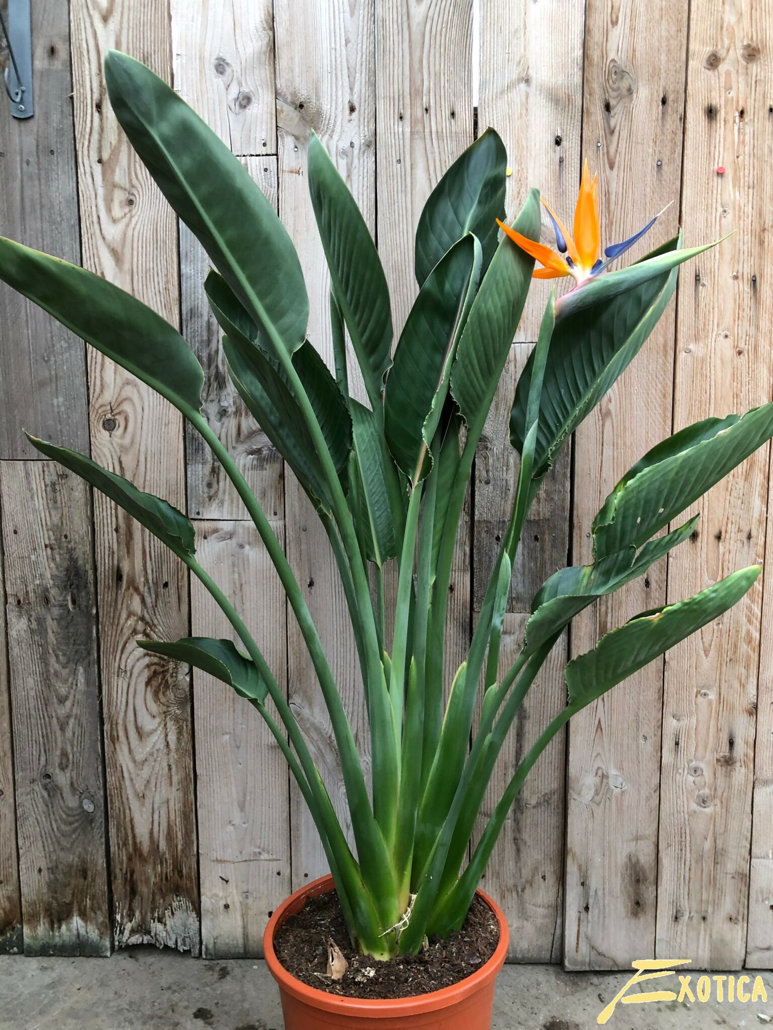 Strelitzia Reginae (paradijsvogelbloem) – Plantencentrum Exotica