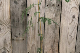 Leucaena leucocephala – Weiße Mimose – Leucaena latisiliqua