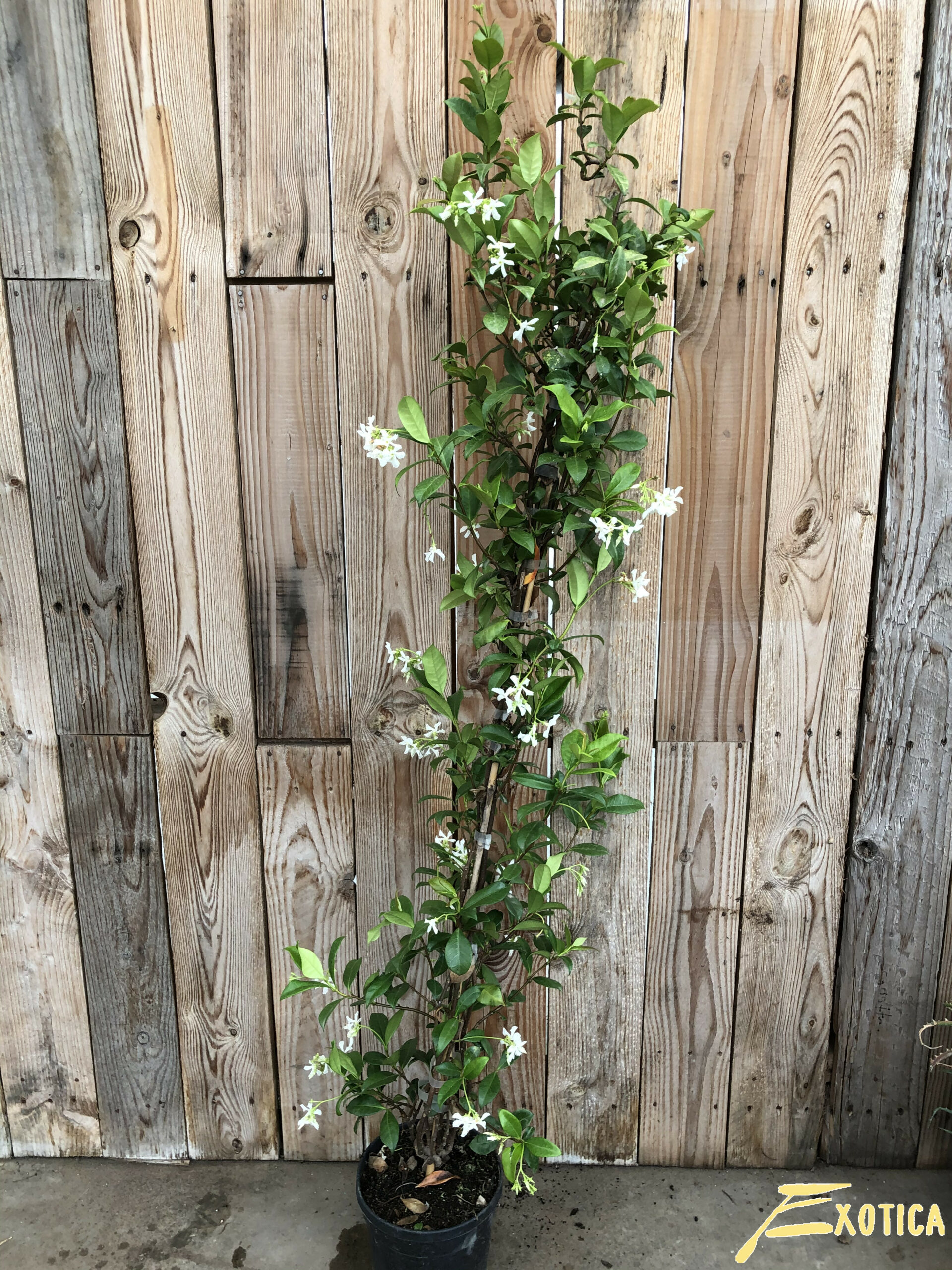 hulp in de huishouding Dij Tegenslag Trachelospermum jasminoides (Wit) (Toscaanse Jasmijn, Sterjasmijn) –  Plantencentrum Exotica