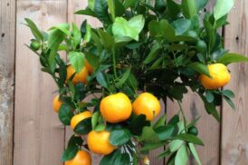 Citrus Mitis Calamondin