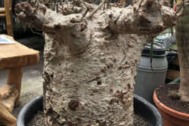 Adansonia Digitata – Baobab (Groot)