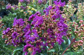 Lagerstroemia indica ‘Purple Star’