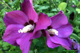 Hybiscus syriacus ‘Sup’Bridge’