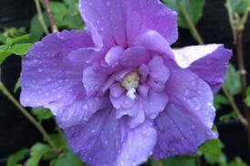 Hybiscus syriacus ‘Lavender chiffon’