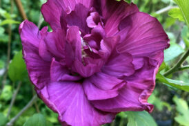 Hybiscus syriacus ‘Magenta chiffon’