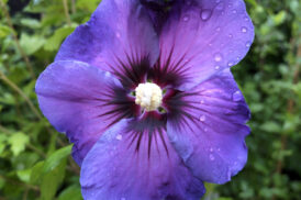 Hybiscus syriacus ‘Ultramarine’