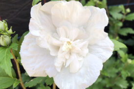 Hybiscus syriacus ‘White Chiffon’