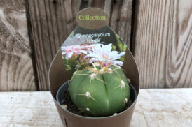 Gymnocalycium Horstii