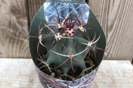 Ferocactus Emoryi