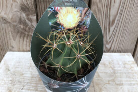 Ferocactus Histrix