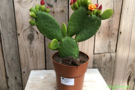 Opuntia Inamoena