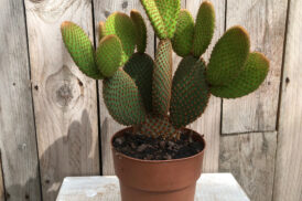 Opuntia Rufida