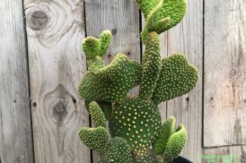 Opuntia microdasys undulatifolia