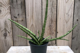 Sansevieria cylindrica