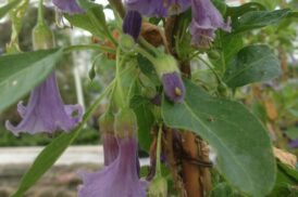 Acnistus australis/Iochroma australis (Blue)