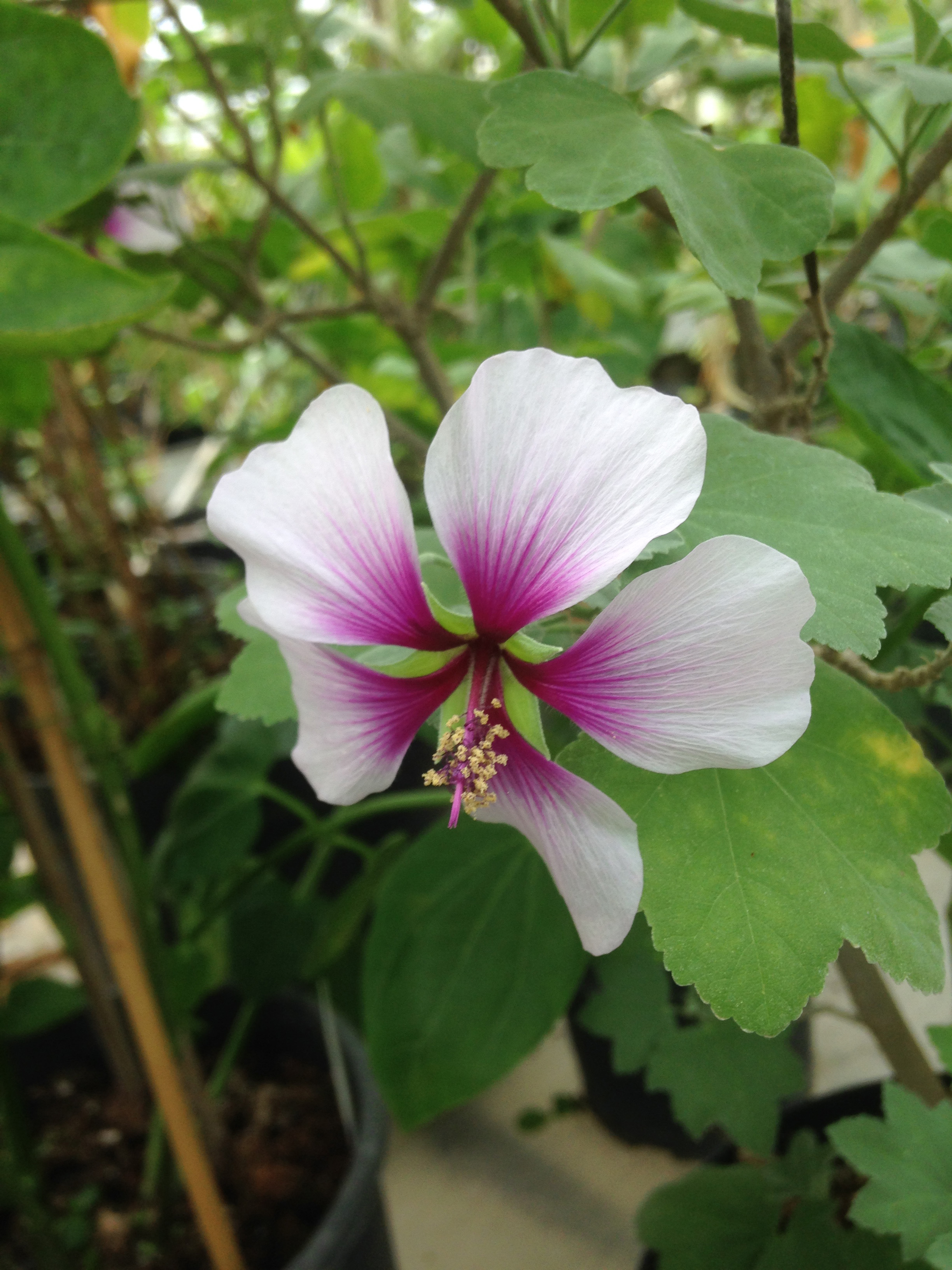 Malva subovata Bicolor (Lavatera Maritima) | Plantencentrum Exotica