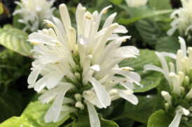 Jacobinia Carnea – Justicia Carnea Alba – Plume Brésilienne Blanc