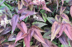 Persicaria ‘Dragon Rouge’