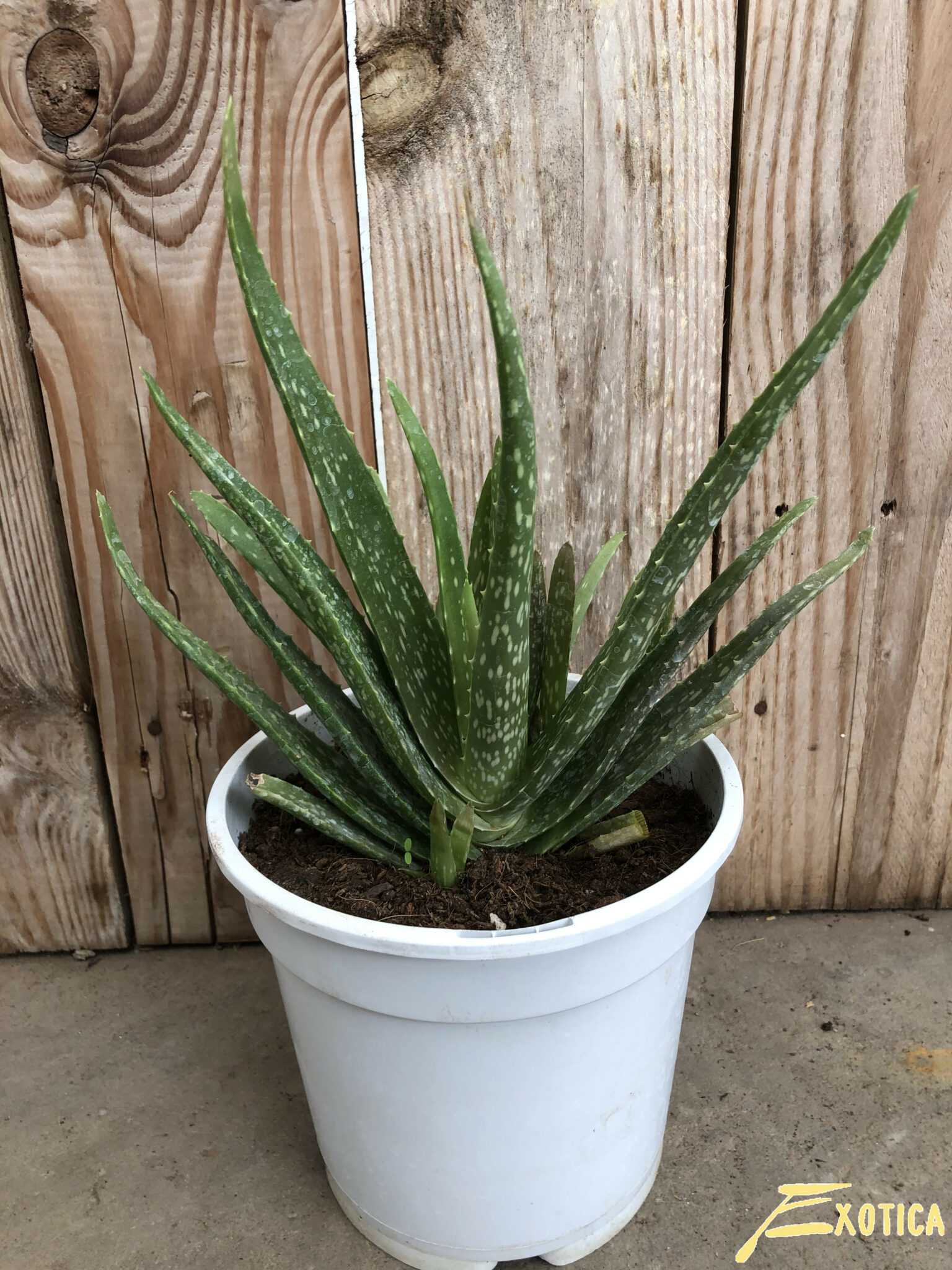 Var Chinensis Aloe Vera