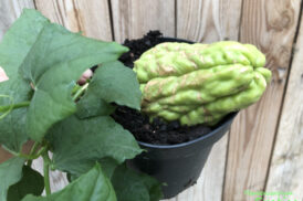 Sechium edule – Chayote