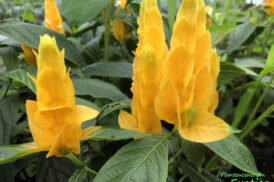 Pachystachys Lutea (Lollipop plant)