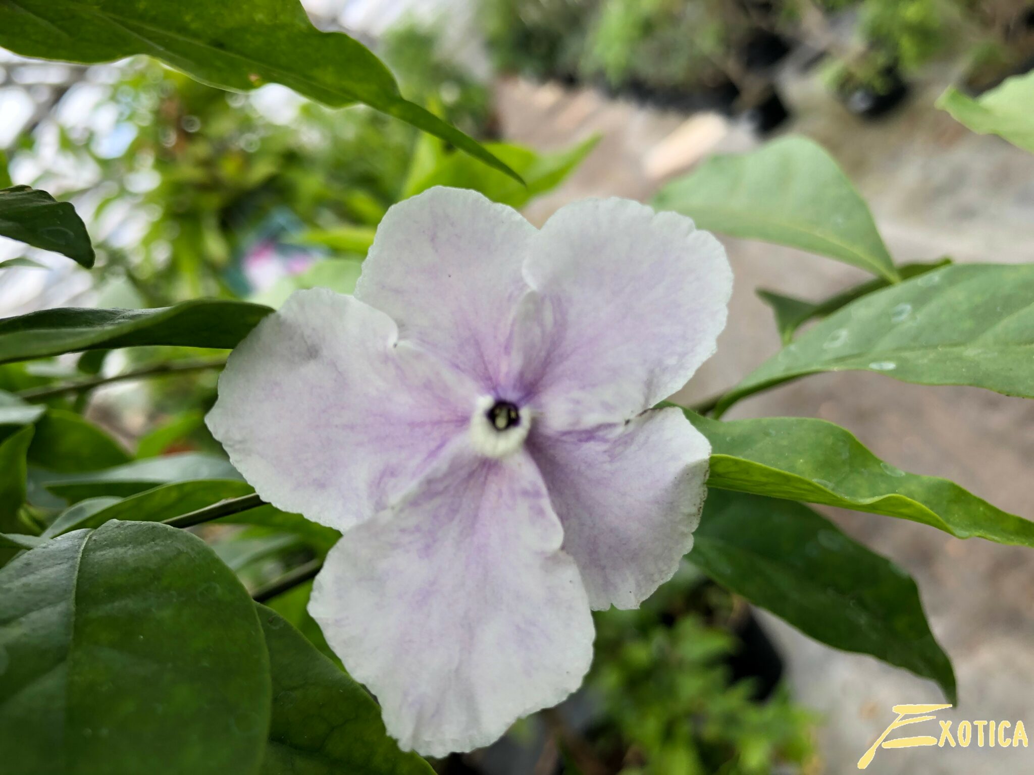 Brunfelsia Pauciflora – Plantencentrum Exotica