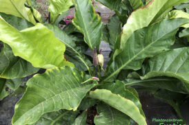 Anthurium ‘Jungle King’