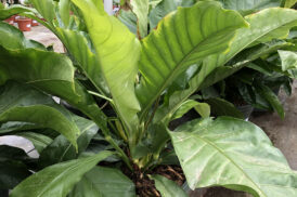 Anthurium ‘Jungle King’