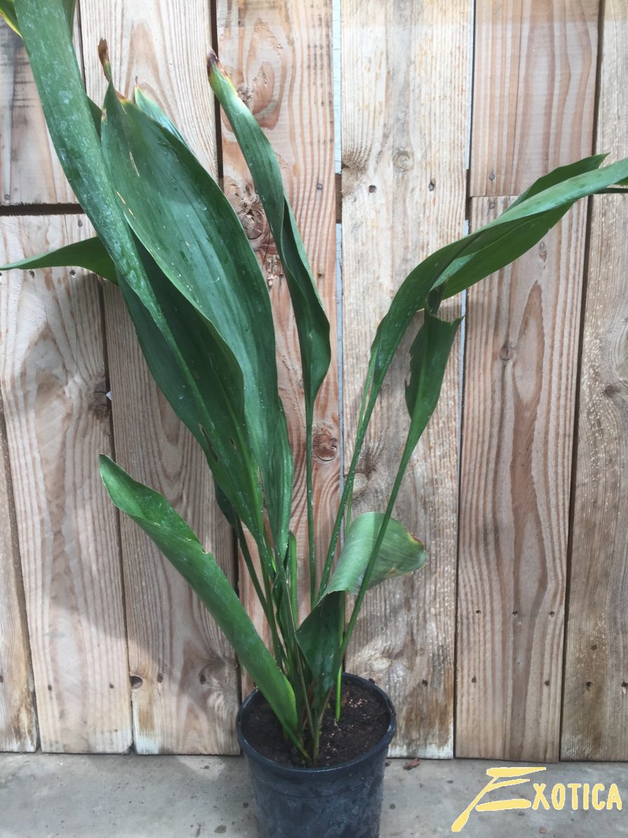 Aspidistra Elatior Plantencentrum Exotica   90.209.2 896x1195 