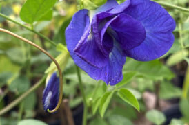 Clitoria ternatea – Blume des Kätzchens