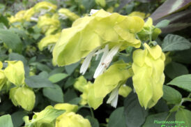 Belopérone Guttata (Arbuste de crevettes) blanc/jaune