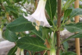 Acnistus australis/Iochroma australis (blanc)