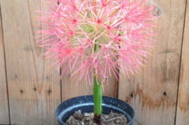 Scadoxus Multiflorus (blood Lilly)