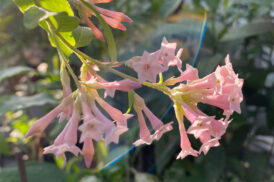 Cestrum Elegans Smithii