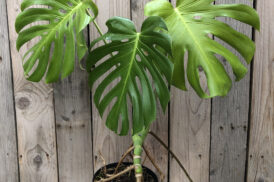 Monstera Deliciosa (Swiss cheese plant)