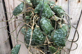 Hoya Imbricata