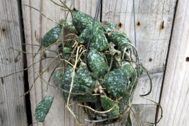 Hoya Imbricata