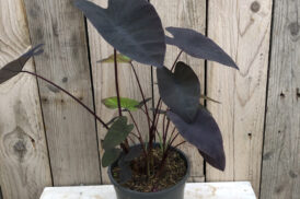 Colocasia esculenta ‘Schwarze Magie’