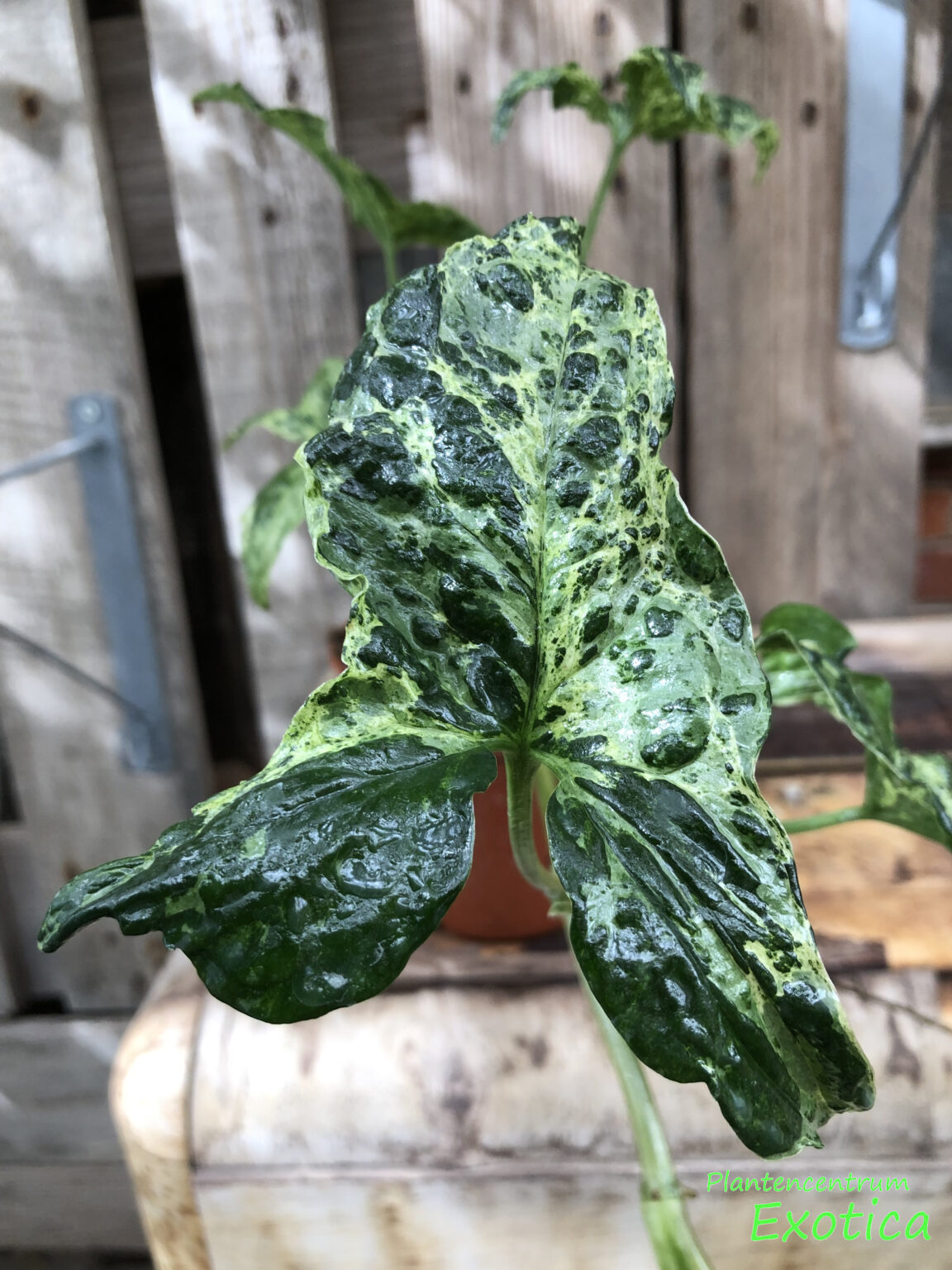 Syngonium Podophyllum Mottled ‘mojito Plantencentrum Exotica 8882