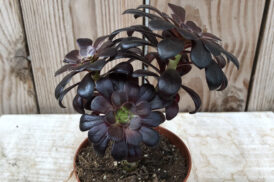 Aeonium Zwartkop/Nigrum