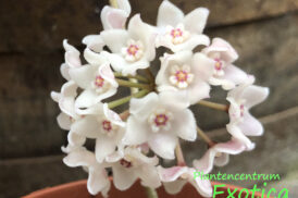 Hoya Sheperdii – Wasbloem