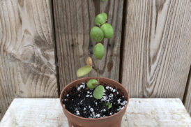 Hoya sp. Sulawesi- Wasbloem