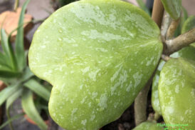 Hoya kerrii ‘Splash’ – hartjesplant
