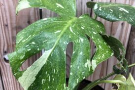 Monstera ‘Thai Constellation’