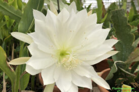 Epiphyllum ‘Gardenia’