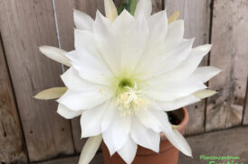 Epiphyllum ‘Gardenia’