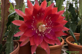 Epiphyllum ‘Schedauw’