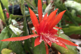 Epiphyllum ‘Lollipop’