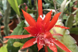 Epiphyllum ‘Lollipop’